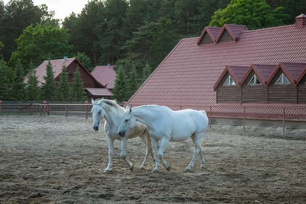 Романтическая Пара Белых Лошадей Закате Тумане Летний День — стоковое фото
