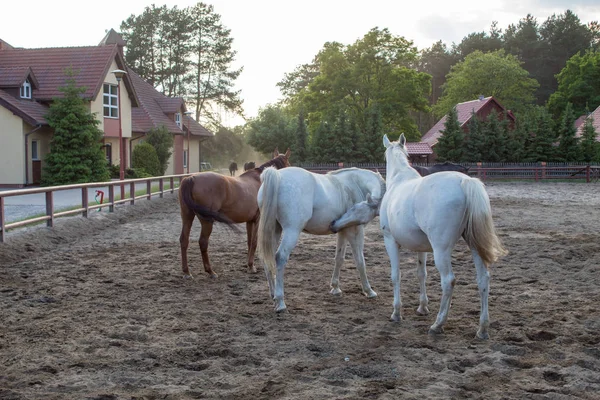 Troupeau Beaux Chevaux Dans Une Brume Sable Coucher Soleil Jour — Photo