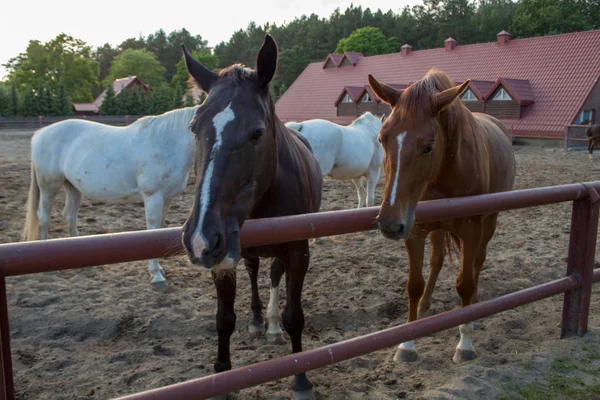 Gyönyörű Lovak Különböző Színű Legelésző Egy Tollat Sugarak Nyári Naplemente — Stock Fotó