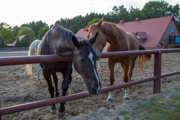 Beaux Chevaux Différentes Couleurs Paissant Dans Enclos Dans Les Rayons — Photo