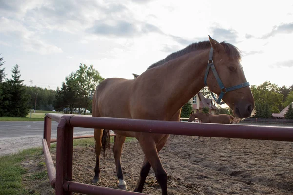 Симпатичная Скулая Рыжая Лошадь Смотрит Пера Солнечным Летним Вечером Дождем — стоковое фото