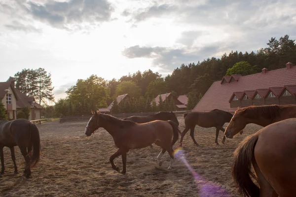 Стадо Красивых Лошадей Песчаном Тумане Закате Летний День — стоковое фото