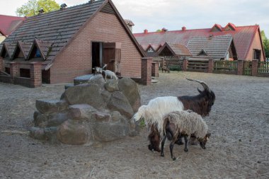 Evcil hayvanların dostluğu, yaz aylarında çiftlikte otlayan koyun ve keçilerdir..