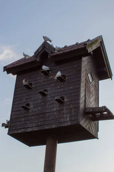 Duiven Duiventil Zomer Nesten Dieren Het Wild Het Leven Boerderij — Stockfoto