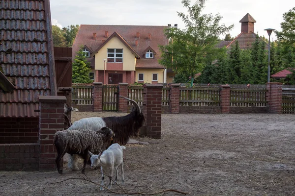Дружба Домашних Животных Овцы Козы Которые Выпасаются Ферме Летом — стоковое фото