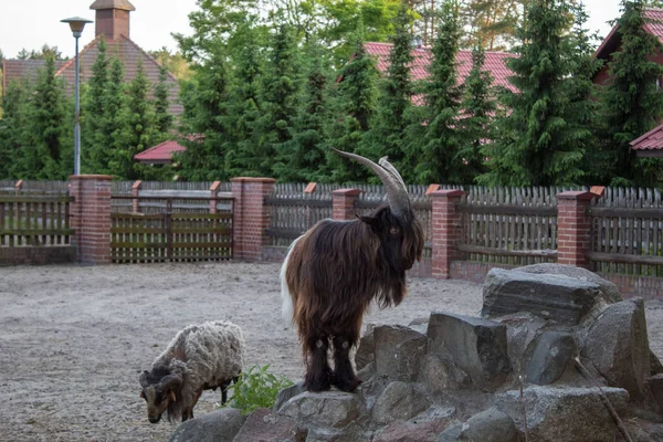 Amizade Animais Domésticos São Ovelhas Cabras Que São Pastoreados Fazenda — Fotografia de Stock