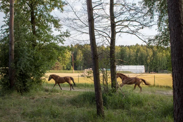 Gyönyörű Barna Lovak Portréja Réten Nyári Estéken Naplementekor — Stock Fotó