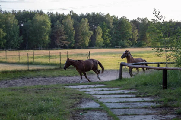 Retrato Belos Cavalos Castanhos Prado Uma Noite Verão Pôr Sol — Fotografia de Stock