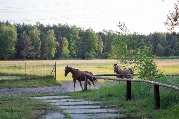 Portret Pięknych Brązowych Koni Łące Letni Wieczór Zachodzie Słońca — Zdjęcie stockowe