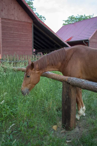 Porträt Schöner Brauner Pferde Auf Der Weide Einem Sommerabend Bei — Stockfoto