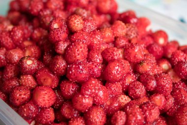 Bir sürü kırmızı sulu çilek. En lezzetli yabani meyve. Çilek dokusu ve arka plan.