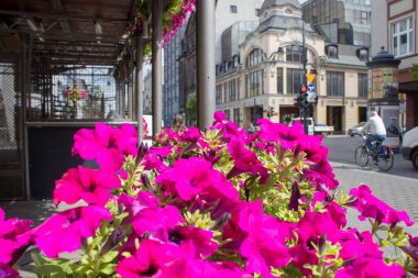 Lodz, Polonya - 09 Temmuz 2019: Polonya'nın Lodz şehrinin ana caddesinin çiçek açan çiçekleri ve antik mimarisiyle renkli yaz manzarası.