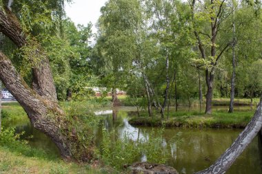 Yeşil manzara - merkezinde huş ağacı bir ada ile orman arasında pitoresk yeşil bir göl, sudaki ağaçların yansıması.
