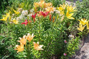 Yaz çiçekleri - parlak sarı ve turuncu çiçekli zambaklar yakın çekim bir çiçek yatağı.