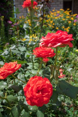 Yaz kır çiçekleri ve dekoratif çiçekler - kırmızı güller yakın.