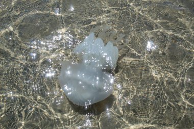 Büyük beyaz denizanası yakın çekim kumlu bir alt ile berrak şeffaf bir denizde yüzen.