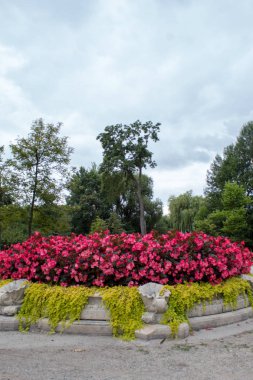 Güzel bir çim ve bir yaz gününde güzel bir kale binasının fon karşı parlak pembe begonya çiçekleri.