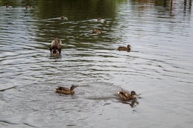 Yaban ördekleri yaz günlerinde göl kenarında güneşin tadını çıkarırlar..