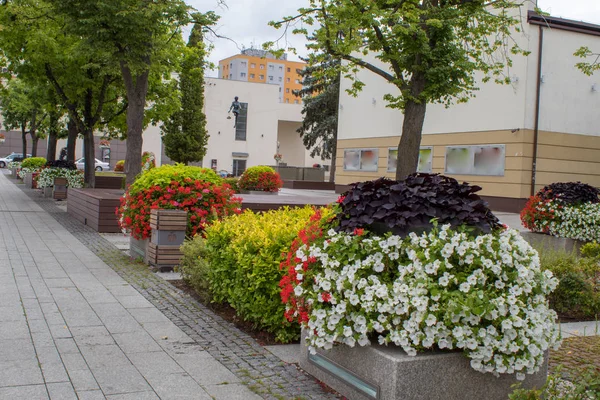 Város Táj Dekoráció Gyönyörű Virágos Klubok Petunias Tér Európa Gyönyörű — Stock Fotó