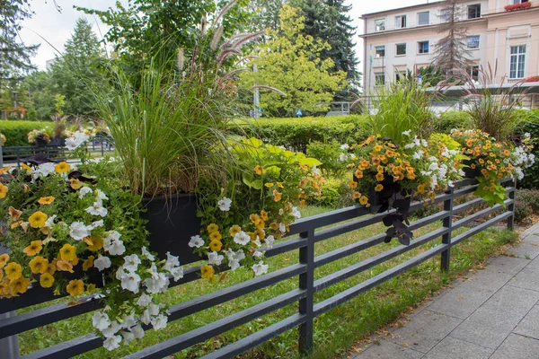都市の風景 夏の日に美しいシェーディタイル通りとペチュニアと美しい開花クラブと装飾 — ストック写真