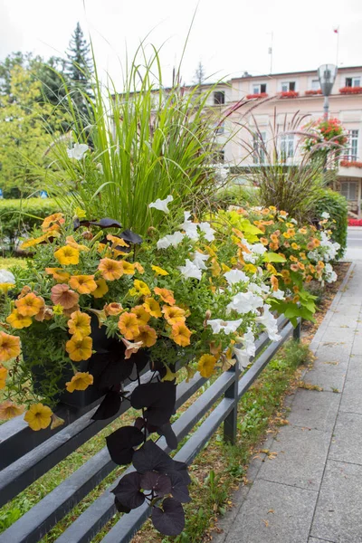 Paisagem Cidade Decoração Com Belos Clubes Floridos Com Petúnias Praça — Fotografia de Stock