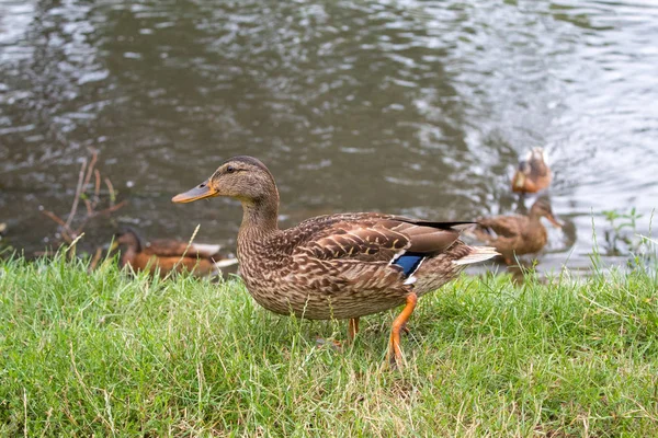 Wilde Eenden Koesteren Zon Buurt Van Het Meer Zomerdag — Stockfoto