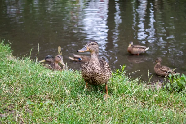 Wilde Eenden Koesteren Zon Buurt Van Het Meer Zomerdag — Stockfoto