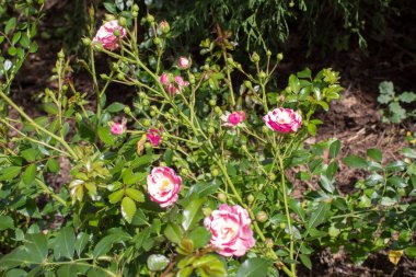 Botanik bahçesinde yaz kır çiçekleri ve dekoratif çiçekler.