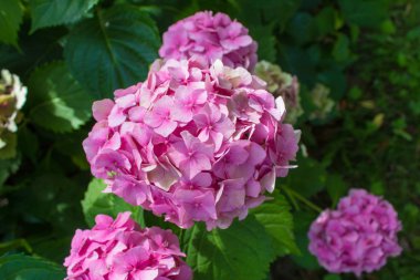 Yaz kır çiçekleri ve dekoratif çiçekler - pembe hortensia Asya ve Amerika'ya özgü çiçekli bitkiler.