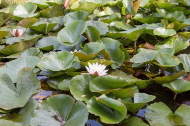 Bir yaz güneşli bir günde göl yakın çekim üzerinde çiçek açan pembe ve beyaz zambaklar. Sulu doku ve nilüferler duvar kağıdı.