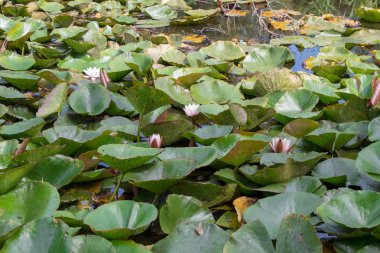 Bir yaz güneşli bir günde göl yakın çekim üzerinde çiçek açan pembe ve beyaz zambaklar. Sulu doku ve nilüferler duvar kağıdı.