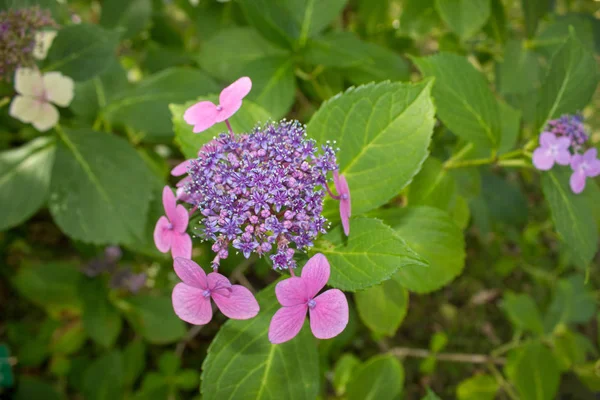 Καλοκαιρινά Αγριολούλουδα Και Διακοσμητικά Λουλούδια Στον Βοτανικό Κήπο — Φωτογραφία Αρχείου