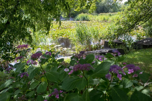 Paisaje Lago Con Nenúfares Florecientes Entre Prado Verde Densos Árboles — Foto de Stock