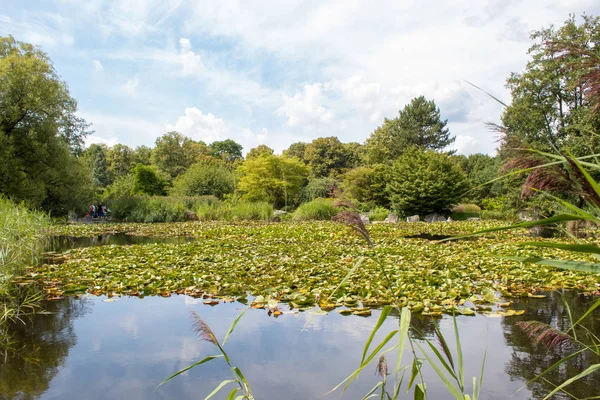 Paisaje Lago Con Nenúfares Florecientes Entre Prado Verde Densos Árboles — Foto de Stock