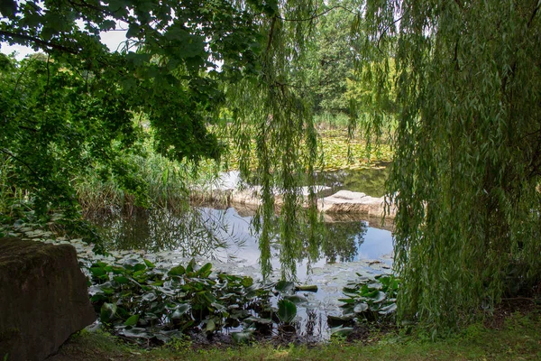 Paisaje Lago Con Nenúfares Florecientes Entre Prado Verde Densos Árboles — Foto de Stock