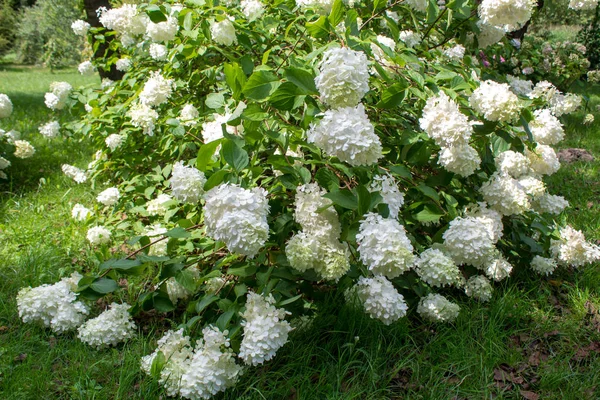 Paysage Avec Des Arbustes Hortensias Blancs Fleuris Herbe Verte Arbres — Photo