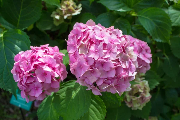 Fleurs Sauvages Estivales Fleurs Décoratives Hortensia Rose Est Une Plante — Photo