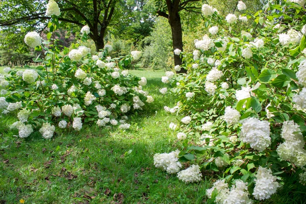 Paysage Avec Des Arbustes Hortensias Blancs Fleuris Herbe Verte Arbres — Photo