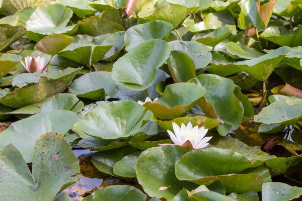 Lírios Rosa Branco Florescendo Close Lago Dia Ensolarado Verão Textura — Fotografia de Stock