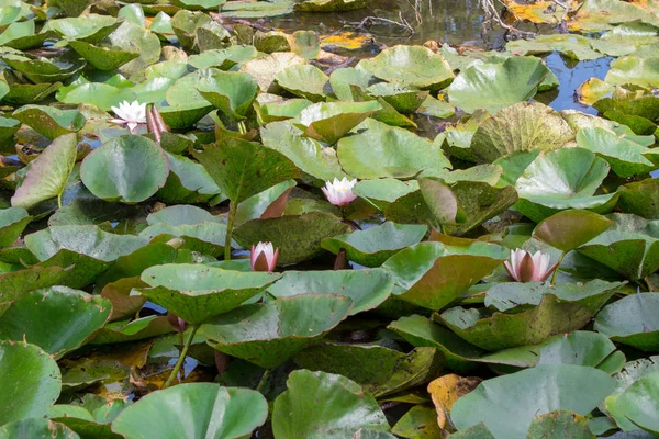 Bir yaz güneşli bir günde göl yakın çekim üzerinde çiçek açan pembe ve beyaz zambaklar. Sulu doku ve nilüferler duvar kağıdı.