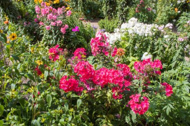 Botanik bahçesinde yaz kır çiçekleri ve dekoratif çiçekler.