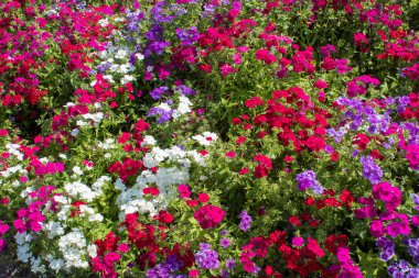 Avrupa'da botanik bahçesinin güzel köşelerinde blooming yaz renkli kır çiçekleri.