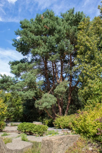 Les Paysages Colorés Jardin Botanique Européen Arbres Feuilles Caduques Conifères — Photo