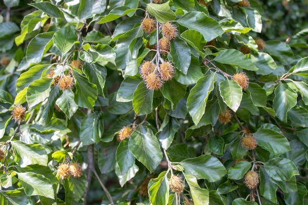 Banksia Robur Close Feuilles Fruits Verts — Photo