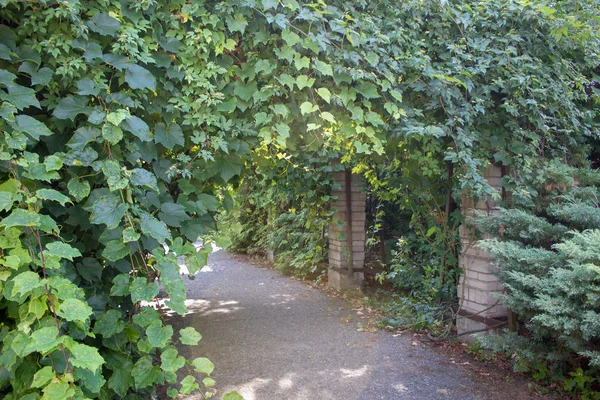 Ein Dichter Grüner Korridor Aus Gewundenen Weinbüschen Und Campsis — Stockfoto