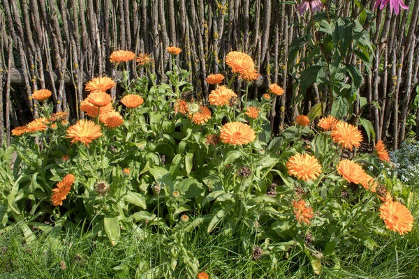 Ανθισμένες Ντάλιες Κοντινό Πλάνο Φωτεινά Λουλούδια Του Φθινοπώρου Ταπετσαρία Από Φωτογραφία Αρχείου