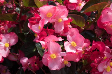 Bir taş çiçek yatağında çiçek açan pembe begonya yakın çekim. Bahçe ve park dekorasyonu.