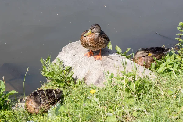 The life of wild birds in wildlife. Duck close-up on a background of a lake and green grass.