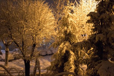 Kar fırtınası ve kar yağışı. Şehir parkındaki güzel kar manzarası. Ormanda kış. Yeni yıl manzarası. Ağaçlarda taze kar..