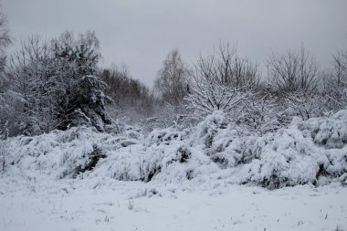 Kar fırtınası ve kar yağışı. Şehir parkındaki güzel kar manzarası. Ormanda kış. Yeni yıl manzarası. Ağaçlarda taze kar..